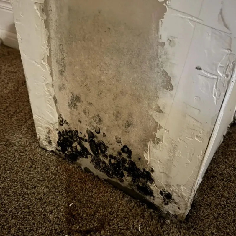 Professional Mold Removal in West Glendive, MT
